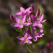 Centaury