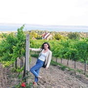 Harvest Grapes at Hungarian Vinyard