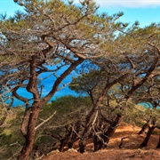 Torrey Pines of Santa Rosa Island