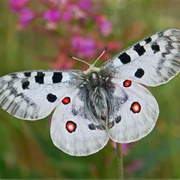 Apollo Butterfly