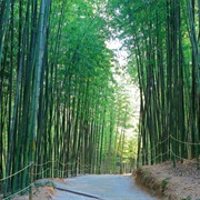 Juknokwon (Bamboo Forest)