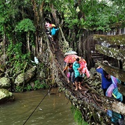 Jembatan Akar Root Bridge, West Sumatra, Indonesia