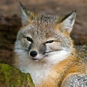 Swift Fox