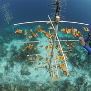 PADI Coral Reef Conservation Certificate