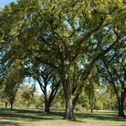 Siberian Elm Tree