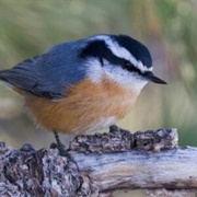 Nuthatch