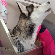 Girl With the Dogs (YouTube Channel)