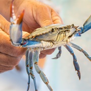 Catch and Release a Crab