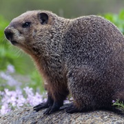 Groundhog