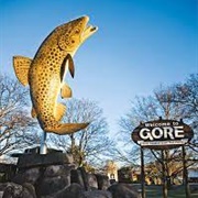 Gore Big Brown Trout