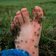 A Scourge of Mosquitos