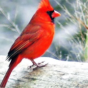 Cardinal