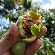 Spanish-Tamarind (Vangueria Madagascariensis)