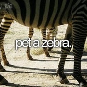 Pet a Zebra