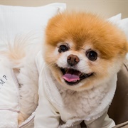 Boo, the World's Cutest Dog