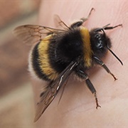 See a Bee Basking in the Morning Sun