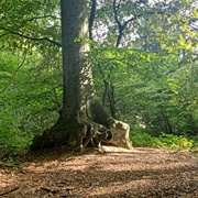 Marais Du Bois De Laerbeek, Jette