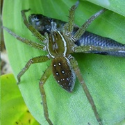 Six-Spotted Fishing Spider