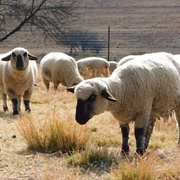 Hampshire Sheep