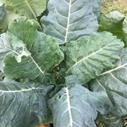 Couve Galega Portuguese Palm Cabbage