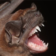 Bat