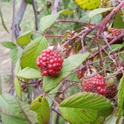 Andean Raspberry (Rubus Glaucus)