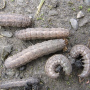 Cutworms