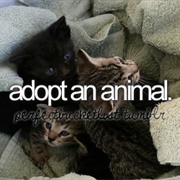 Adopt an Animal