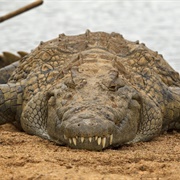 Crocodile