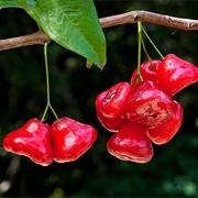 Watery Rose Apple (Syzygium Aqueum)