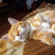My Cat Loves to Sleep in the Sun