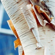 Paper Birch Bark