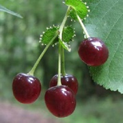 Cone Cherry (Prunus Conadenia)