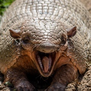 Armadillo