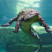Crocodile