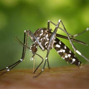 Asian Tiger Mosquito