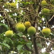 Bitter Kola (Garcinia Kola)