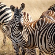 Upemba National Park, Democratic Republic of Congo
