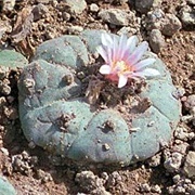 Landmine Cacti