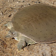 Smooth Softshell
