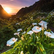 Calla Lily Valley