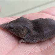 Crawford's Grey Shrew