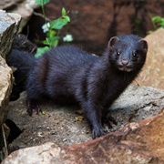 Mink