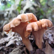 Pink Chanterelle (Cantharellus Persicinus)