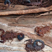 A Bed of Scorpions