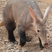 Aardvark