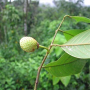 Aratincum Do Para (Annona Sericea)