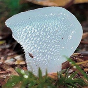 Jelly Tooth (Pseudohydnum Gelatinosum)