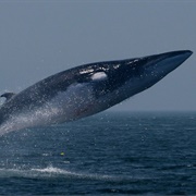 Fin Whale