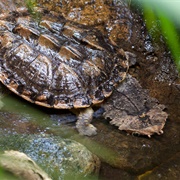 Mata Mata Turtle